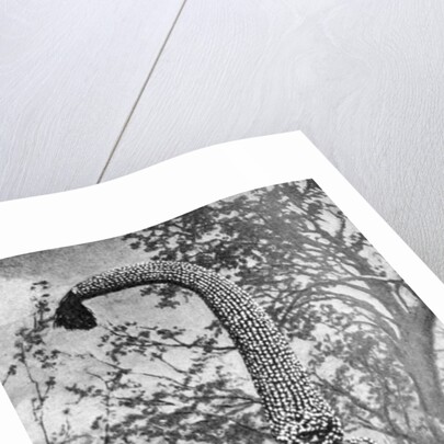 An emu man performing the sacred totem of his group, Australia by Spencer and Gillen