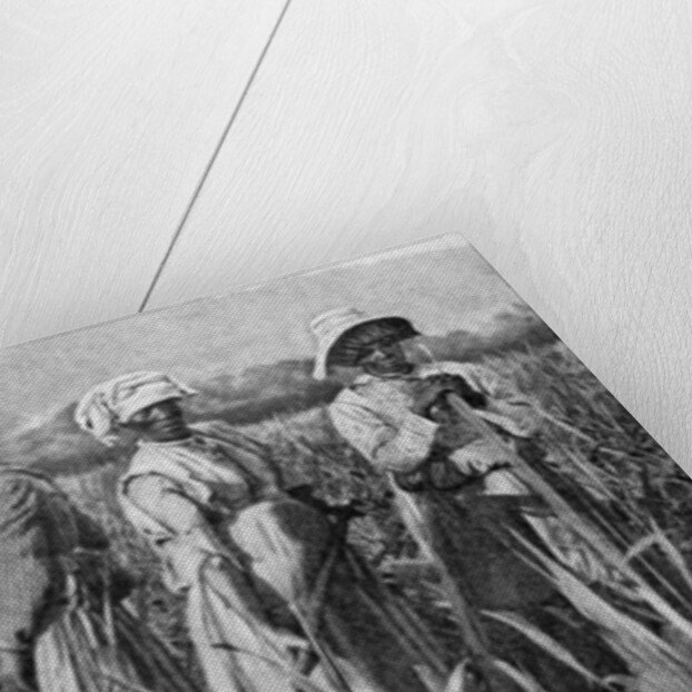 Women tending young sugar canes in Jamaica by Anonymous