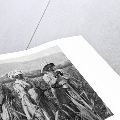 Women tending young sugar canes in Jamaica by Anonymous