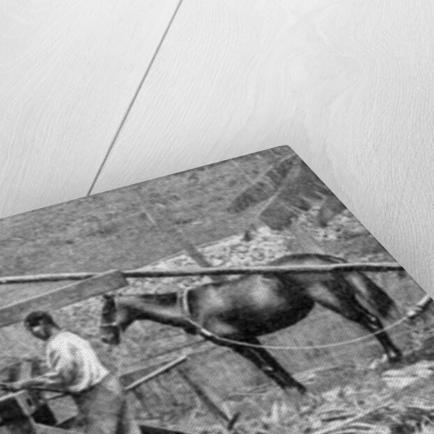 A wooden, horse-powered suger cane crushing mill, West Indies by Anonymous