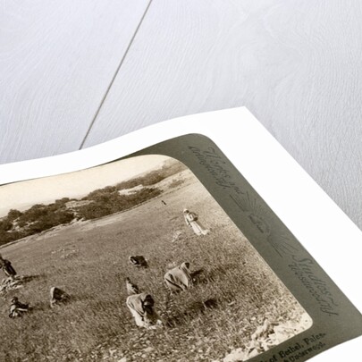 Gathering tares from wheat in the stony fields of Bethel (Baytin), Palestine by Underwood & Underwood