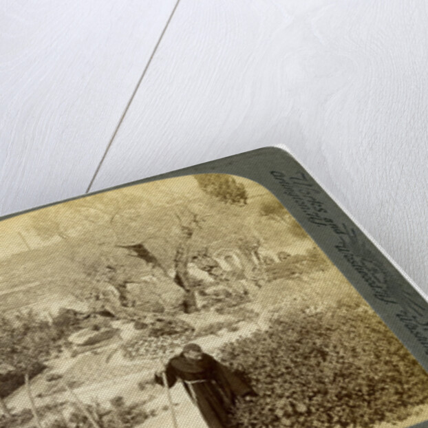 Ancient olive trees in the Garden of Gethsemane, near Jerusalem, Palestine by Underwood & Underwood