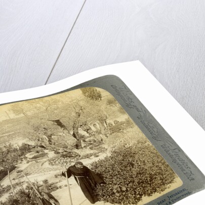 Ancient olive trees in the Garden of Gethsemane, near Jerusalem, Palestine by Underwood & Underwood