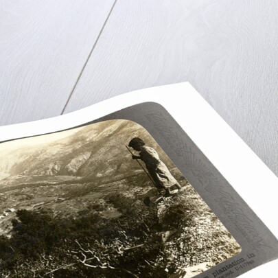 A silkworm plantation in the Lebanon mountains, Syria by Underwood & Underwood