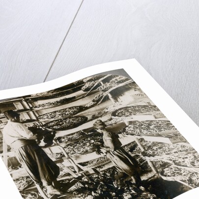 Feeding silk worms their breakfast of mulberry leaves, Lebanon mountains, Syria by Underwood & Underwood