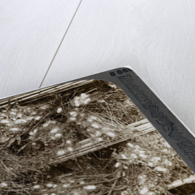 Silk cocoons woven into mulberry branches, Antioch, Syria by Underwood & Underwood