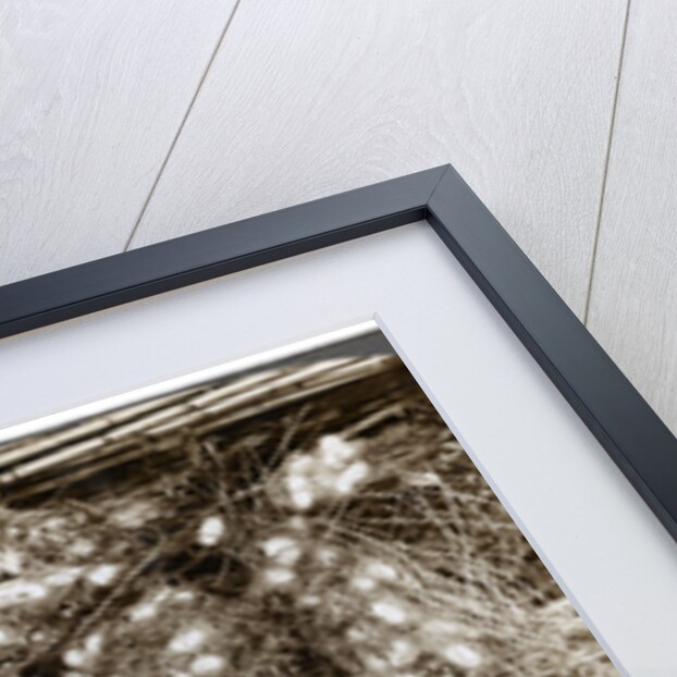 Silk cocoons woven into mulberry branches, Antioch, Syria by Underwood & Underwood