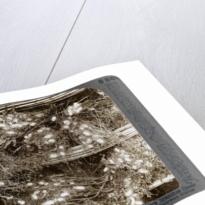 Silk cocoons woven into mulberry branches, Antioch, Syria by Underwood & Underwood