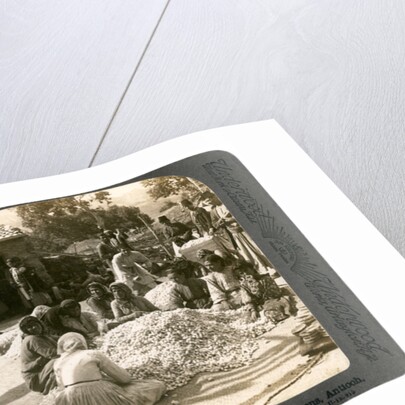 Women sorting large piles of silk cocoons, Antioch, Syria by Underwood & Underwood