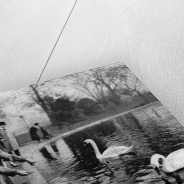 Children feeding the swans on the Serpentine, London by Anonymous