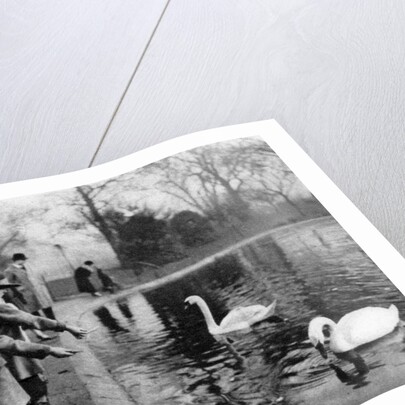 Children feeding the swans on the Serpentine, London by Anonymous