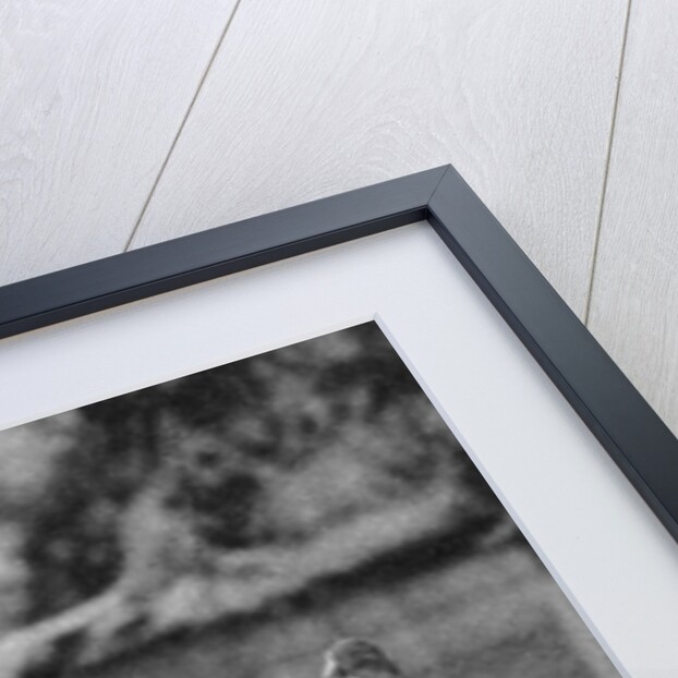 Pigeons of St Paul's with a vagrant, London by McLeish