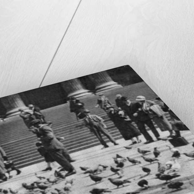 Pigeons in Trafalgar Square, London by Anonymous