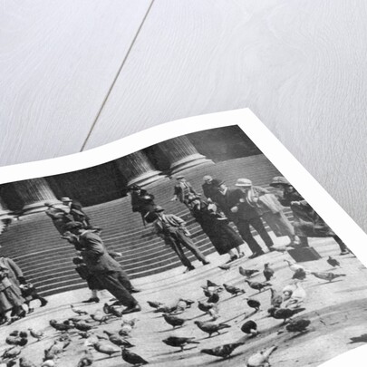 Pigeons in Trafalgar Square, London by Anonymous