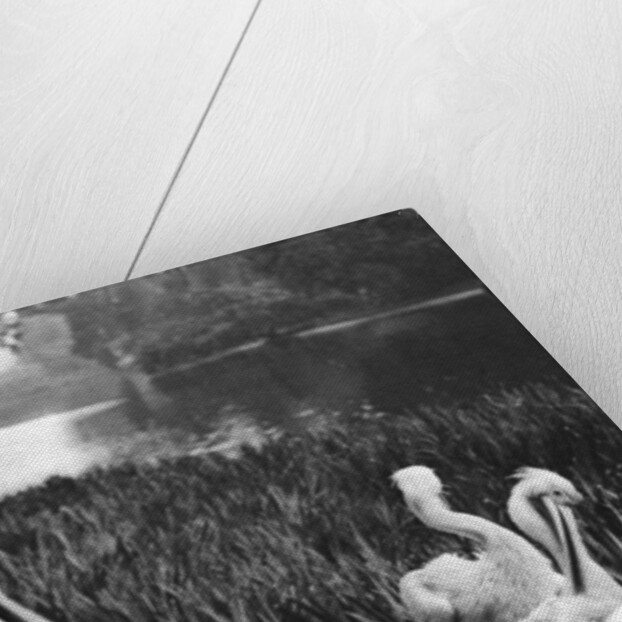 The pelicans of St James's Park, London by McLeish