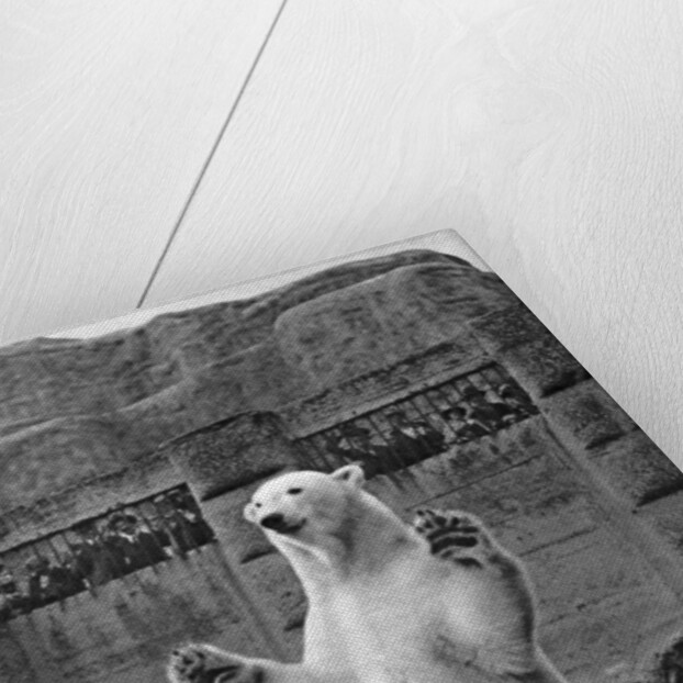 Polar bear on the Mappin Terrace at London Zoo by McLeish