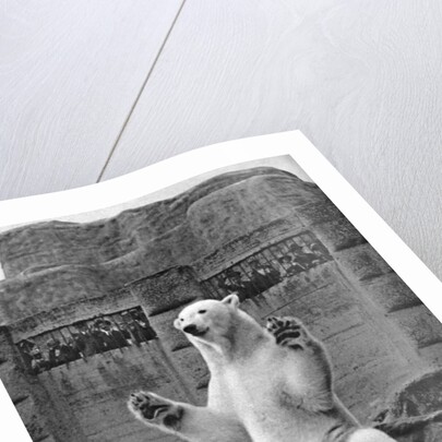 Polar bear on the Mappin Terrace at London Zoo by McLeish