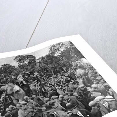 Elephant rides at London Zoo by McLeish