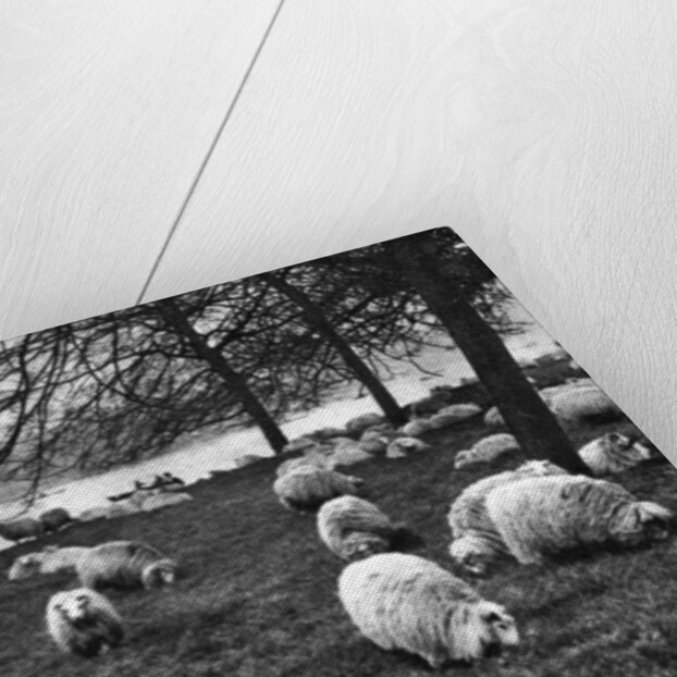 Scottish sheep by the Serpentine, Hyde Park, London by Anonymous