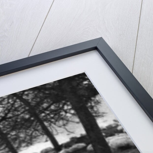 Scottish sheep by the Serpentine, Hyde Park, London by Anonymous