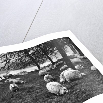 Scottish sheep by the Serpentine, Hyde Park, London by Anonymous