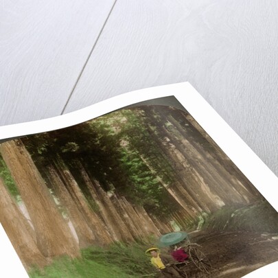 An avenue of cryptomeria (cedar) trees, Nikko, Japan by Underwood & Underwood
