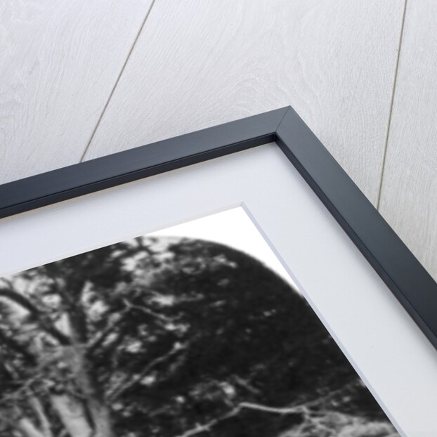 The Avenue, Guy's Cliff, Warwick by Anonymous