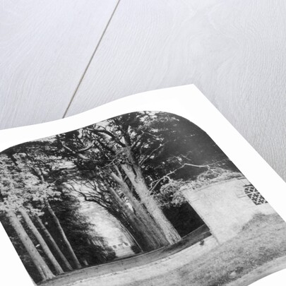 The Avenue, Guy's Cliff, Warwick by Anonymous