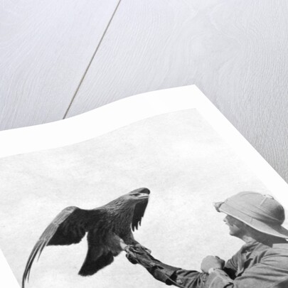 A British officer with a tamed golden eagle, Salonika, Greece, First World War by Anonymous