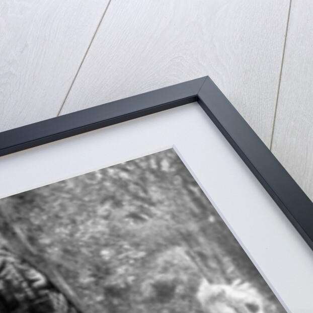 A mystery monolith in the primeval forest of Quirigua, Guatemala by Alfred P Maudsley