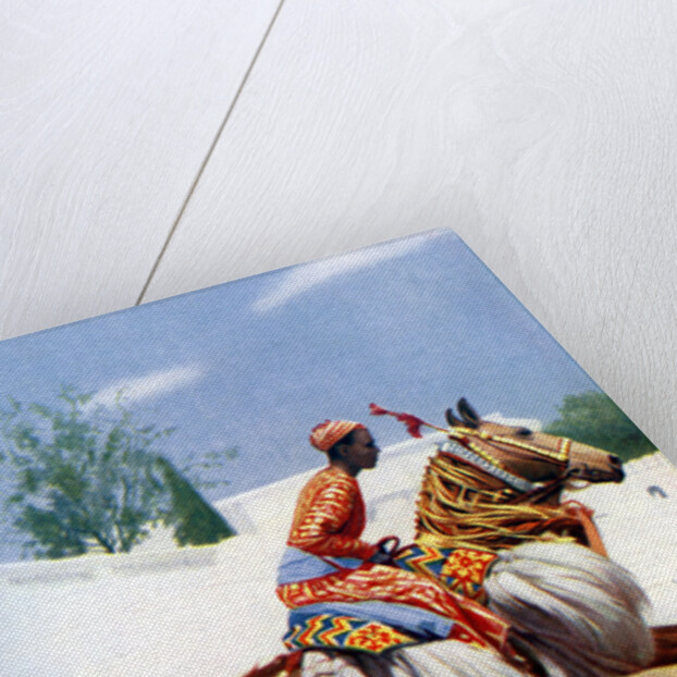 An Arab dancing horse, Udaipur, India by Herbert Ponting