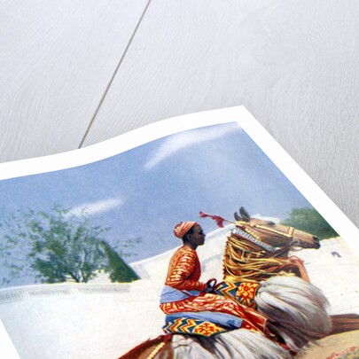 An Arab dancing horse, Udaipur, India by Herbert Ponting