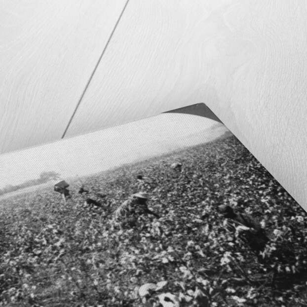 A cotton plantation, Rome, Georgia, USA by BL Singley