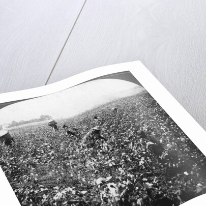A cotton plantation, Rome, Georgia, USA by BL Singley