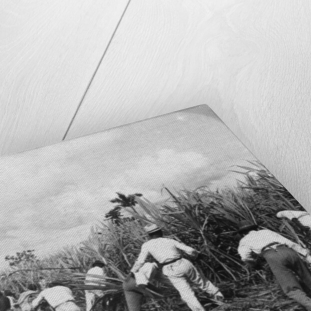 Harvesting sugar cane, Rio Pedro, Porto Rico by BL Singley