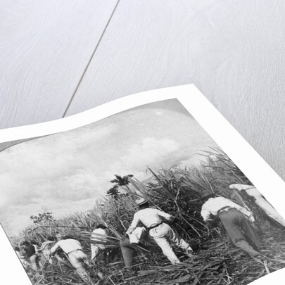 Harvesting sugar cane, Rio Pedro, Porto Rico by BL Singley