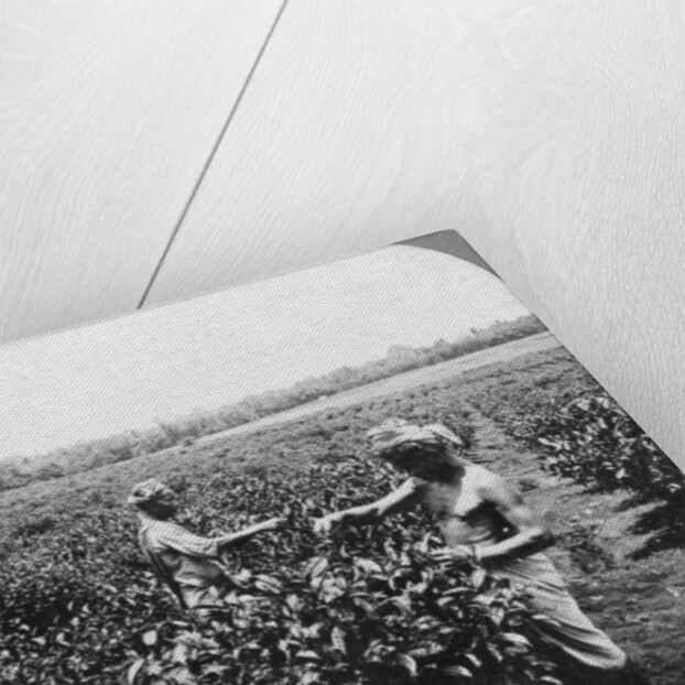 A tea plantation, Java, Indonesia by CH Graves