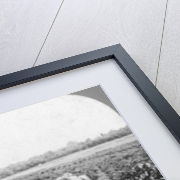 A tea plantation, Java, Indonesia by CH Graves