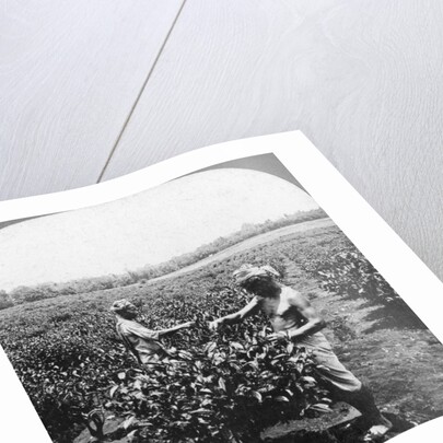 A tea plantation, Java, Indonesia by CH Graves