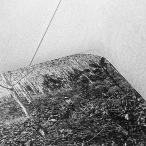 A coffee plantation, Jamaica by CH Graves