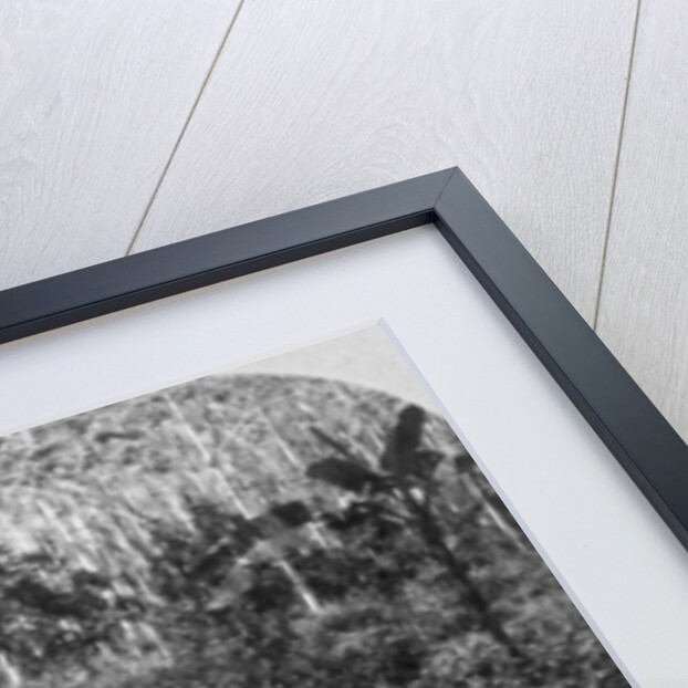 A coffee plantation, Jamaica by CH Graves