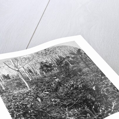 A coffee plantation, Jamaica by CH Graves