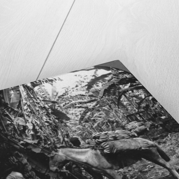 Harvesting bananas, Costa Rica by Anonymous