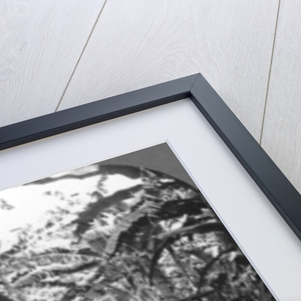 Harvesting bananas, Costa Rica by Anonymous