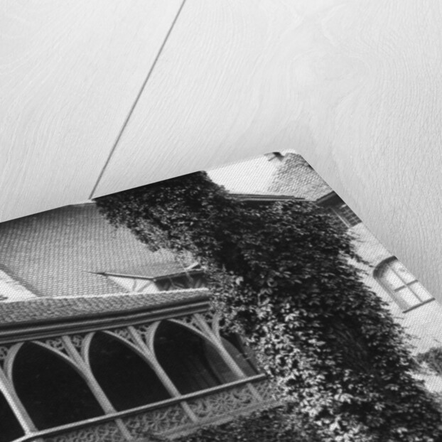 Lime tree in a courtyard, Nuremberg, Bavaria, Germany by Wurthle & Sons