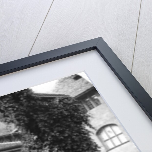 Lime tree in a courtyard, Nuremberg, Bavaria, Germany by Wurthle & Sons