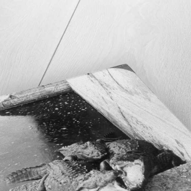 Man-eating alligators, India by Underwood & Underwood