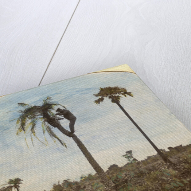 Captain Osman shooting from a tree with the aid of straps, India by Anonymous