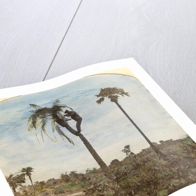 Captain Osman shooting from a tree with the aid of straps, India by Anonymous