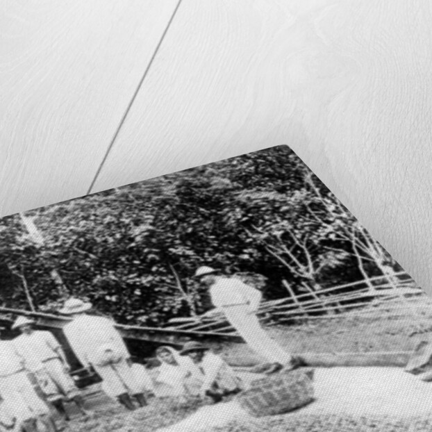 Drying cocoa, Trinidad by Anonymous